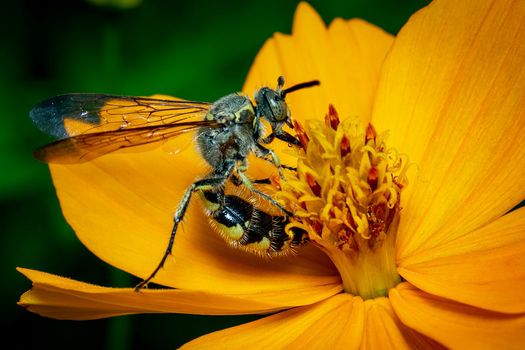 Image of Beewolf or Beewolves(Philanthus) on yellow flower on a natural background. Are bee-hunters or bee-killer wasps., Insect. Animal.