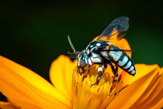 Image of neon cuckoo bee (Thyreus nitidulus) on yellow flower pollen collects nectar on a natural background. Insect. Animal.