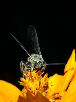 Image of Beewolf or Beewolves(Philanthus) on yellow flower on a natural background. Are bee-hunters or bee-killer wasps., Insect. Animal.