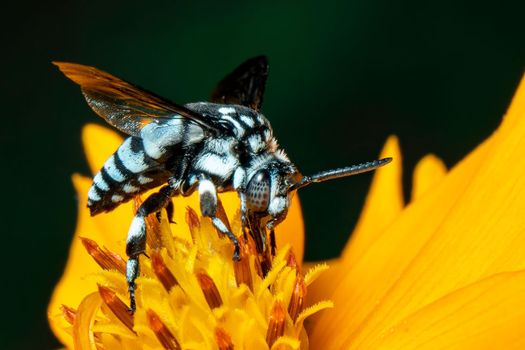 Image of neon cuckoo bee (Thyreus nitidulus) on yellow flower pollen collects nectar on a natural background. Insect. Animal.