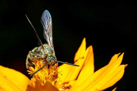 Image of Beewolf or Beewolves(Philanthus) on yellow flower on a natural background. Are bee-hunters or bee-killer wasps., Insect. Animal.