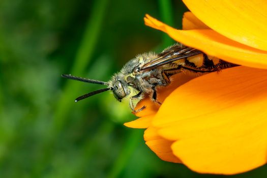 Image of Beewolf or Beewolves(Philanthus) on yellow flower on a natural background. Are bee-hunters or bee-killer wasps., Insect. Animal.