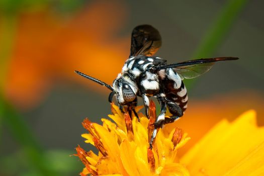 Image of neon cuckoo bee (Thyreus nitidulus) on yellow flower pollen collects nectar on a natural background. Insect. Animal.