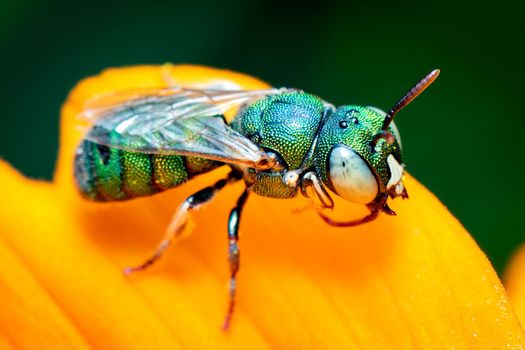 Image of Ceratina (Pithitis) smaragdula on yellow flower on a natural background. Bee. Insect. Animal.