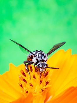 Image of neon cuckoo bee (Thyreus nitidulus) on yellow flower pollen collects nectar on green background with space blur background for text.. Insect. Animal.