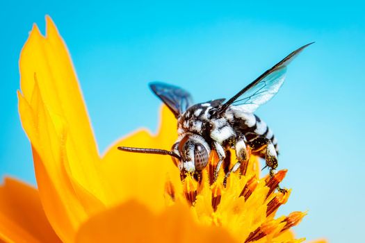 Image of neon cuckoo bee (Thyreus nitidulus) on yellow flower pollen collects nectar on blue background with space blur background for text.. Insect. Animal.