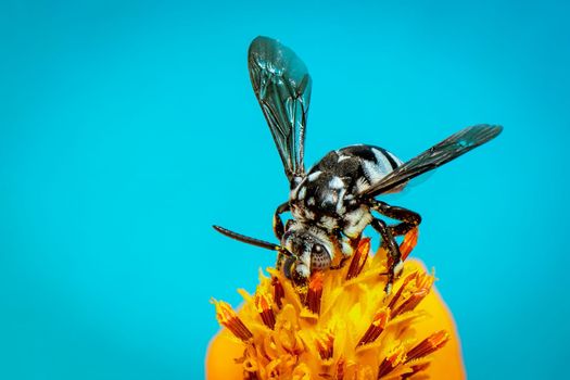 Image of neon cuckoo bee (Thyreus nitidulus) on yellow flower pollen collects nectar on blue background with space blur background for text.. Insect. Animal.