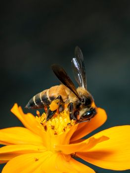 Image of giant honey bee(Apis dorsata) on yellow flower collects nectar on a natural background. Golden honeybee on flower pollen. Insect. Animal.