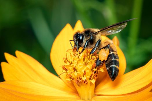 Image of giant honey bee(Apis dorsata) on yellow flower collects nectar on a natural background. Golden honeybee on flower pollen. Insect. Animal.