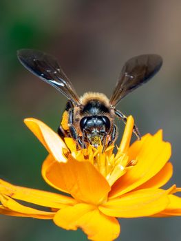 Image of giant honey bee(Apis dorsata) on yellow flower collects nectar on a natural background. Golden honeybee on flower pollen. Insect. Animal.