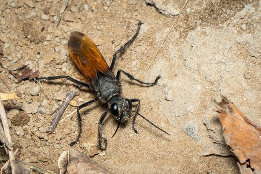 Image of sand digger wasp on the ground background., Insect. Animal.