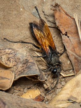 Image of sand digger wasp on the ground background., Insect. Animal.