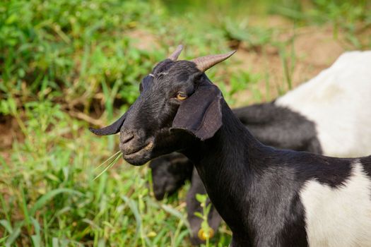 Image of black goat on the green meadow. Farm Animal.