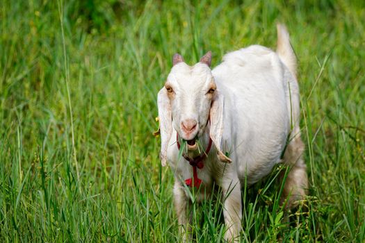 Image of little white goat on the green meadow. Farm Animal.