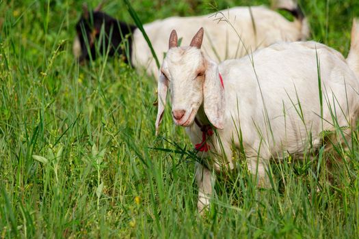 Image of little white goat on the green meadow. Farm Animal.