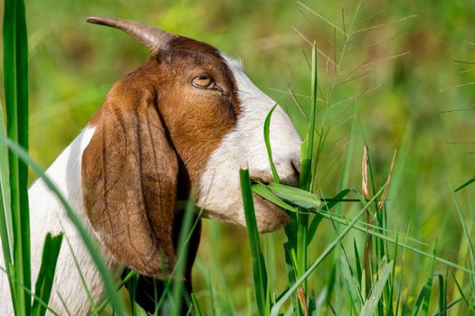 Image of goat is chewing grass on the green meadow. Farm Animal.