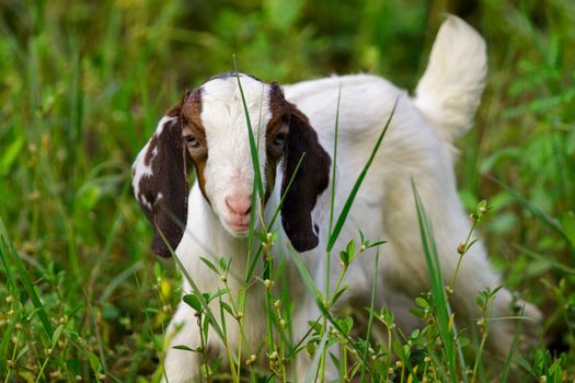 Image of little goat on the green meadow. Farm Animal.