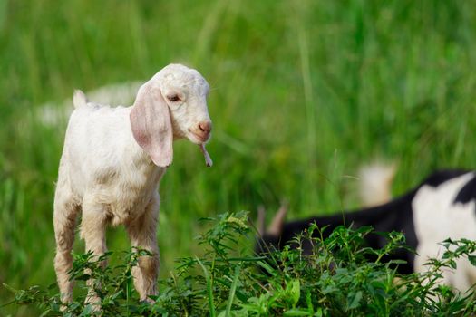 Image of little white goat on the green meadow. Farm Animal.