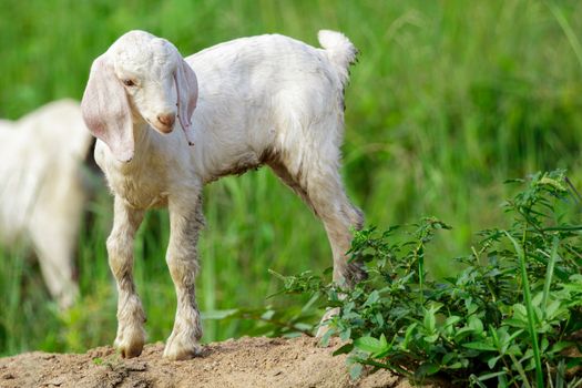 Image of little white goat on the green meadow. Farm Animal.