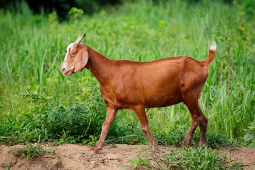 Image of brown goat on the green meadow. Farm Animal.