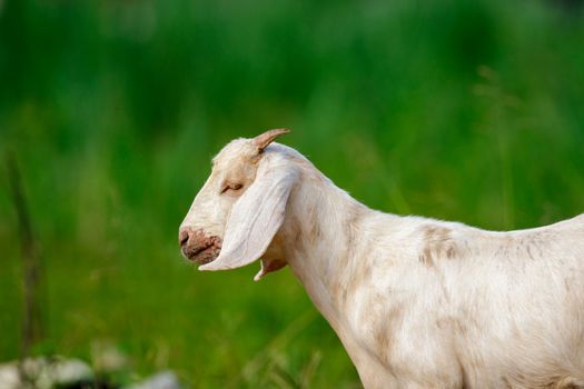 Image of white goat on the green meadow. Farm Animal.