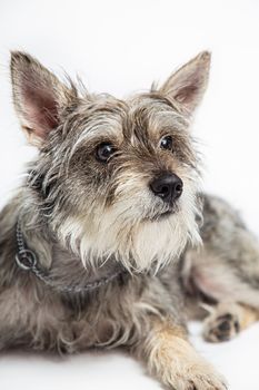 Close-up portrait of a laying down minature schnauzer mixte, isolated on a white background