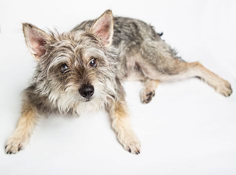 Minature schnauzer mixte, isolated on a white background, laying down