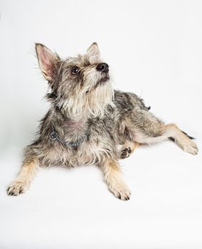 Minature schnauzer mixte, isolated on a white background, laying down and looking up