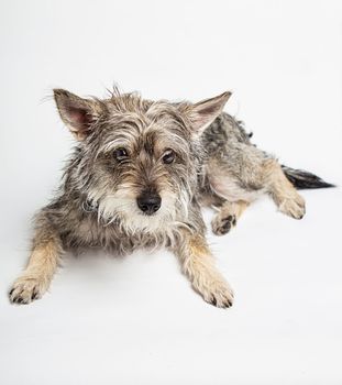 Minature schnauzer mixte, isolated on a white background, laying down with a sad expression