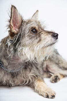 Minature schnauzer mixte, isolated on a white background, laying down and looking to the side