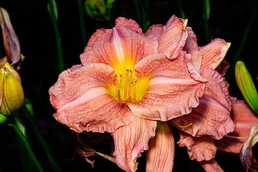 Macro shot of a dying Orange daylily