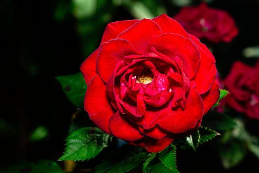 Macro shot of a Bengal rose