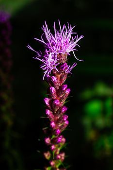 Macro shot of a Gayfeather flower