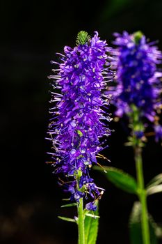 close-up of blooming purple veronica spicata