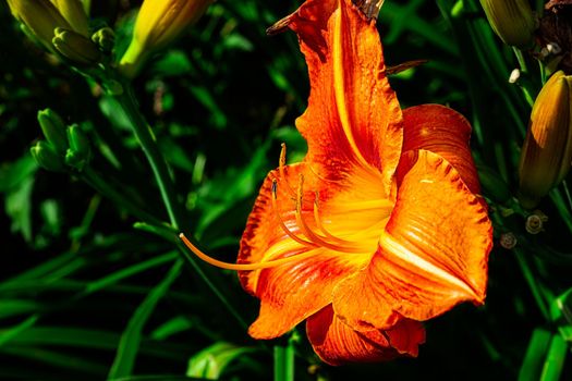 close-up side view of an orange day-lily