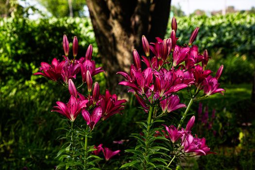 Bouquet of perennial red lily in a garden