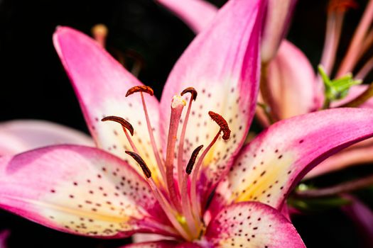 Close up of a stargaze lily flower