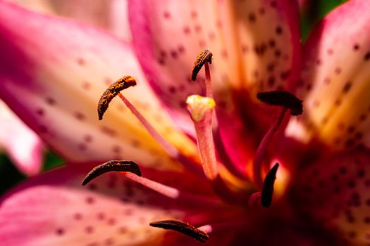 Macro shot of the stem of a stargazer lily flower