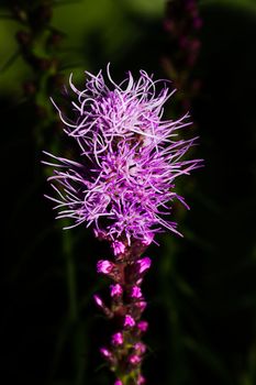 Macro view of a blooming prairie blazingstar flower