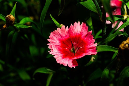 Macro of a dianthus super parfait flower