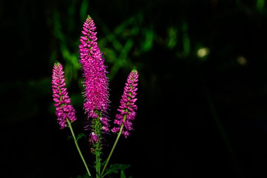 Macro shot of a Royal Pink Speedwell