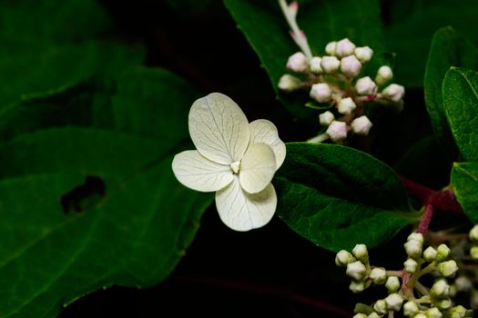 Close up of a single White Oakleaf Hydrangea