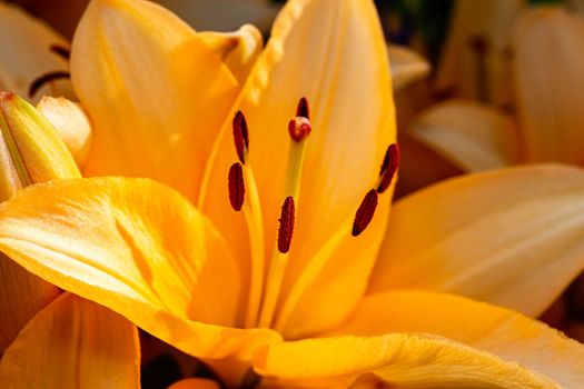 Macro shot of pestil of a orange lily