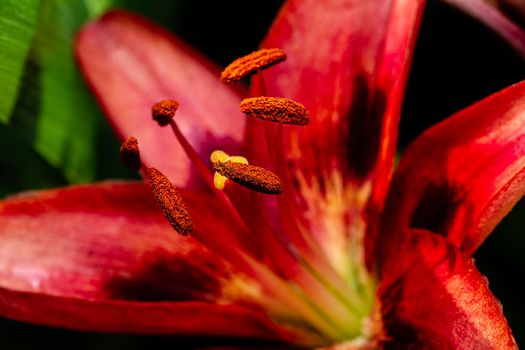 Macro shot of the inside of a red lily flower