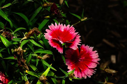 Macro of two blooming dianthus super parfait flower