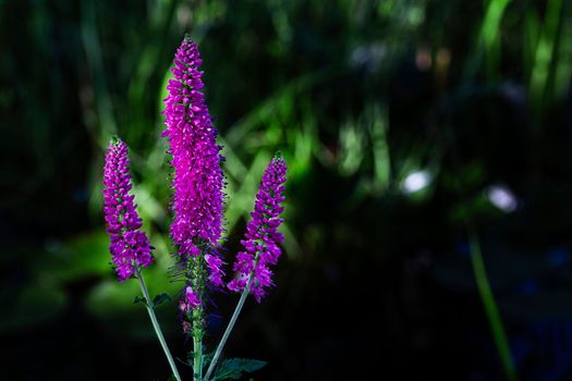 Macro shot of three stem of flowering Royal Pink Speedwell