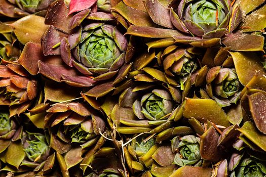 Close up texture of Sempervivum tectorum