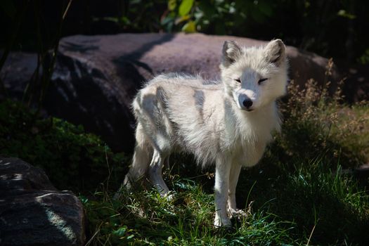 White coated artic fox standing in green grass during summer