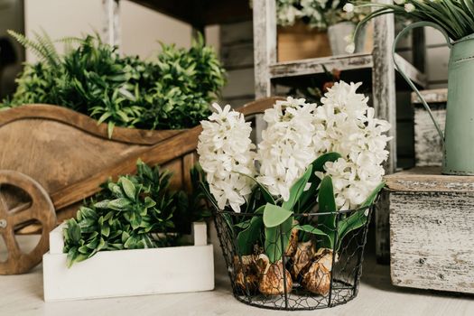 White hyacinth flowers in a wicker basket and garden accessories on a wooden table.