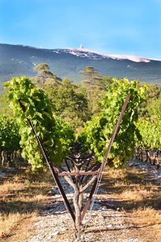 Vineyard. Field of grape trees farm. Nature landscape of Provence France